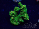 WYSIWYG Acropora millepora 15P2 Mariculture acclimaté led