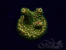 WYSIWYG Acropora millepora 15P3 Mariculture Acclimaté led