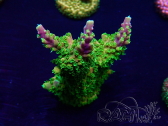 WYSIWYG Acropora Marikultur akklimatisiert LED