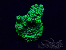 WYSIWYG Acropora Marikultur akklimatisiert LED