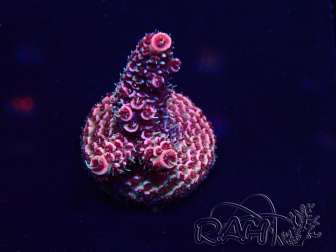WYSIWYG Acropora Marikultur akklimatisiert LED