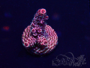 WYSIWYG Acropora Marikultur akklimatisiert LED