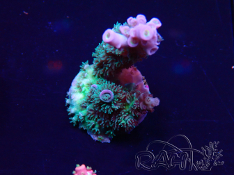 WYSIWYG Acropora millepora  Mariculture Acclimated LED