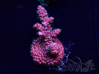WYSIWYG Acropora millepora 15P10 Mariculture Acclimaté led
