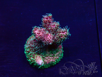 WYSIWYG Acropora Mariculture acclimated LED