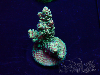 WYSIWYG Acropora Maricultuur geacclimatiseerd LED