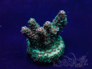 WYSIWYG Acropora Mariculture acclimated LED
