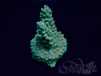 WYSIWYG Acropora Mariculture acclimated LED