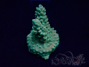 WYSIWYG Acropora 15Q2 Mariculture acclimaté led