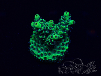 WYSIWYG Acropora 15Q3 Mariculture acclimaté led