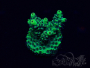 WYSIWYG Acropora 15Q3 Mariculture acclimaté led