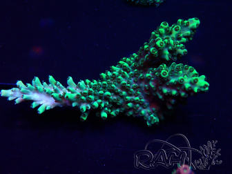 WYSIWYG Acropora Mariculture acclimated LED