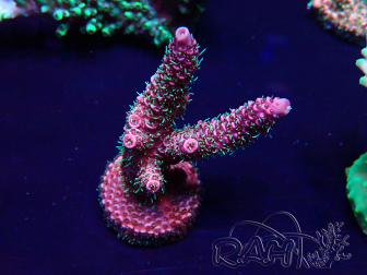 WYSIWYG Acropora Mariculture acclimated LED