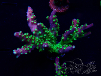 WYSIWYG Acropora Maricoltura acclimatata a LED