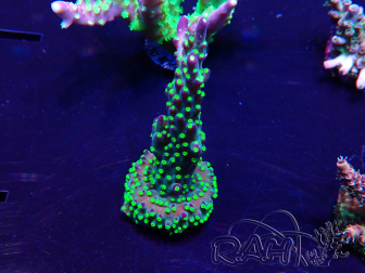WYSIWYG Acropora Maricultuur geacclimatiseerd LED