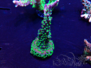 WYSIWYG Acropora Maricultuur geacclimatiseerd LED