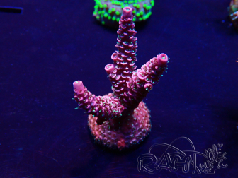 WYSIWYG Acropora Mariculture acclimated LED