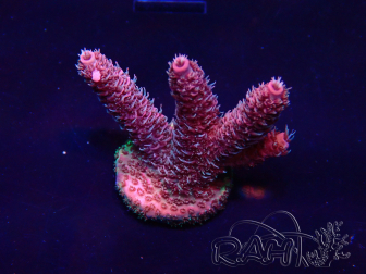 WYSIWYG Acropora 15Q9 Mariculture acclimaté led