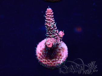 WYSIWYG Acropora 15Q10 Mariculture acclimaté led