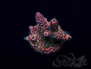 WYSIWYG Acropora Maricoltura acclimatata a LED
