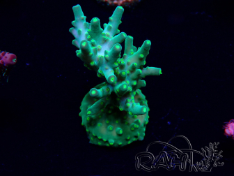 WYSIWYG Acropora Mariculture acclimated LED