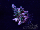 WYSIWYG Acropora Mariculture acclimated LED