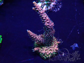 WYSIWYG Acropora Maricoltura acclimatata a LED