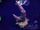 WYSIWYG Acropora Mariculture acclimated LED
