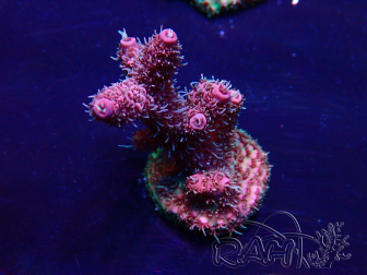 WYSIWYG Acropora Mariculture acclimated LED