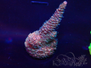 WYSIWYG Acropora 15R4 Mariculture acclimaté led
