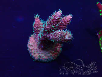 WYSIWYG Acropora Maricultuur geacclimatiseerd LED