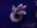 WYSIWYG Acropora Maricultuur geacclimatiseerd LED