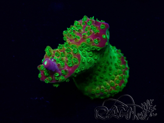 WYSIWYG Acropora Marikultur akklimatisiert LED