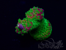 WYSIWYG Acropora Mariculture acclimated LED