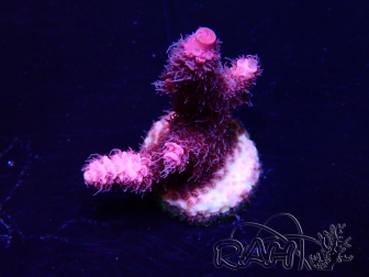 WYSIWYG Acropora Mariculture acclimated LED