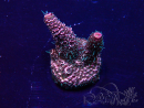 WYSIWYG Acropora Maricultura aclimatada LED