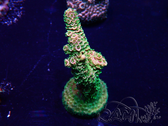 WYSIWYG Acropora Maricoltura acclimatata a LED
