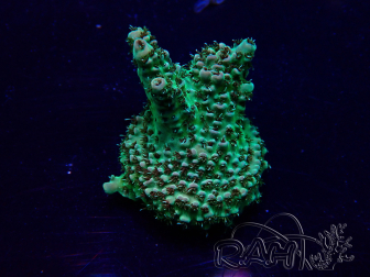 WYSIWYG Acropora Maricoltura acclimatata a LED