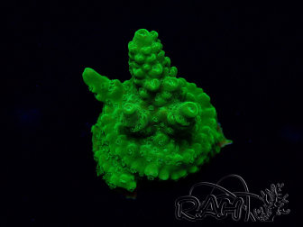 WYSIWYG Acropora 15R11 Mariculture acclimaté led