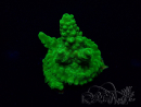 WYSIWYG Acropora Maricultuur geacclimatiseerd LED
