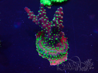 WYSIWYG Acropora Marikultur akklimatisiert LED