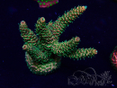 WYSIWYG Acropora Maricultuur geacclimatiseerd LED