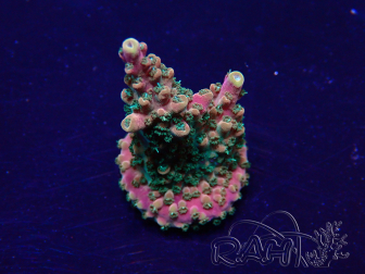 WYSIWYG Acropora 15S2 Mariculture acclimaté led