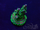 WYSIWYG Acropora Mariculture acclimated LED