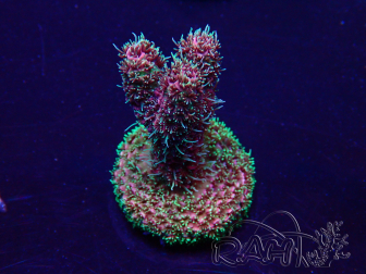 WYSIWYG Acropora Mariculture acclimated LED