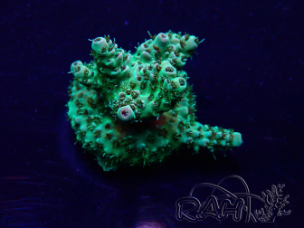 WYSIWYG Acropora Mariculture acclimated LED