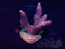 WYSIWYG Acropora Maricultura aclimatada LED