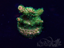 WYSIWYG Acropora Marikultur akklimatisiert LED