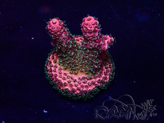 WYSIWYG Acropora Mariculture acclimated LED
