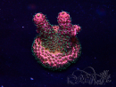 WYSIWYG Acropora Maricultura aclimatada LED